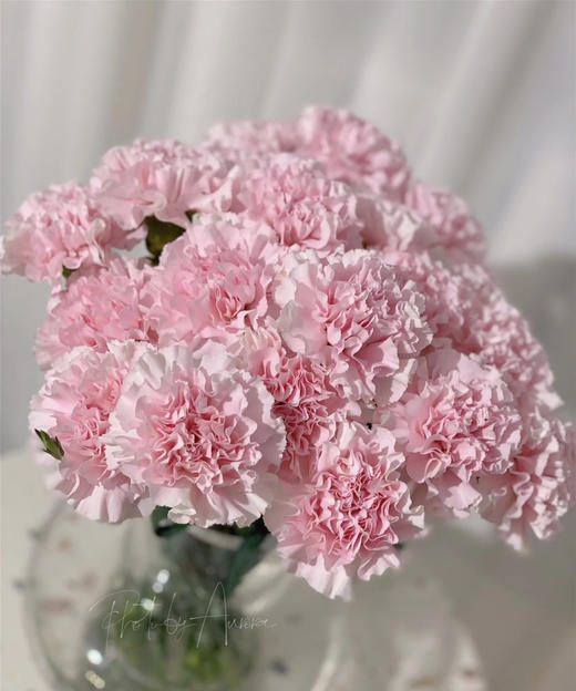 【国产康乃馨】（粉佳人）18-20枝/扎 商品图0