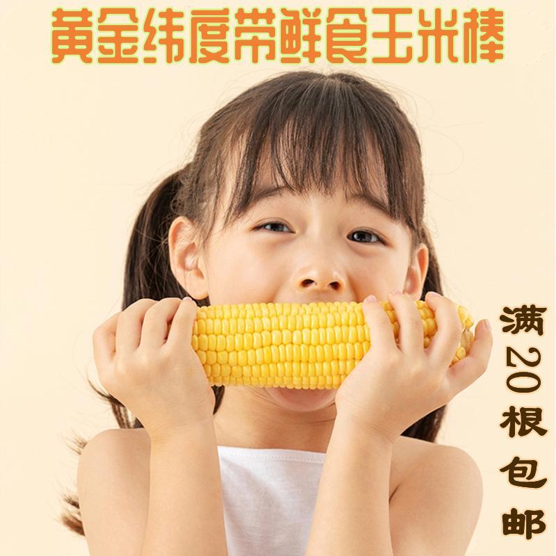 「自营」都市惠独家供应稀有小黄粘鲜食玉米棒