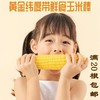 「自营」都市惠独家供应稀有小黄粘鲜食玉米棒 商品缩略图0