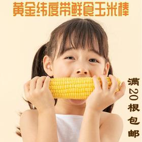 「自营」都市惠独家供应稀有小黄粘鲜食玉米棒