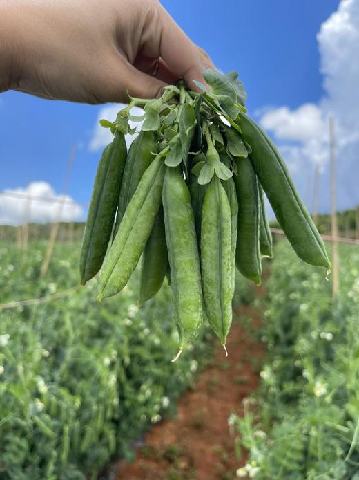 “这豆太棒了！”【大理水果豌豆荚】颗粒饱满 入口鲜甜 鲜嫩圆润 豆香浓郁 生吃脆甜 熟吃软糯 营养丰富更健康 商品图1