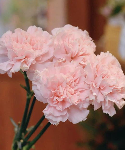 【国产康乃馨】（粉佳人）18-20枝/扎 商品图3