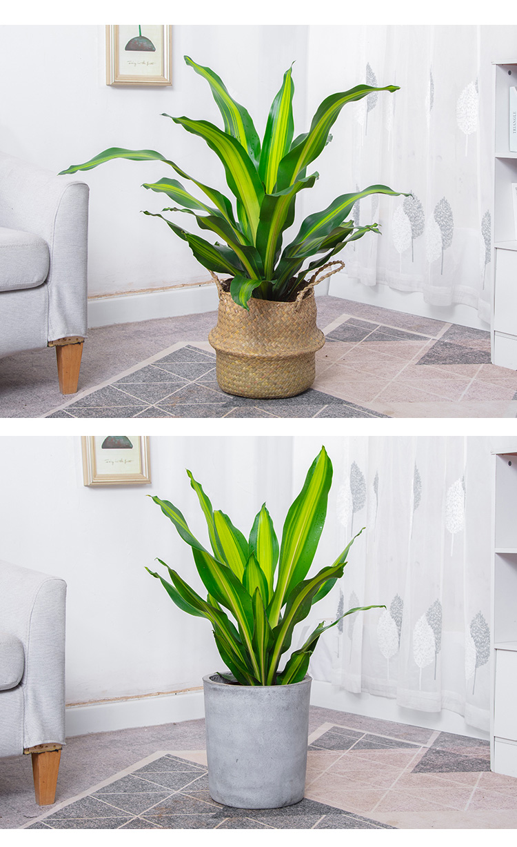 【金心巴西铁也门铁】办公室客厅净化空气前台吸甲醛常用绿植