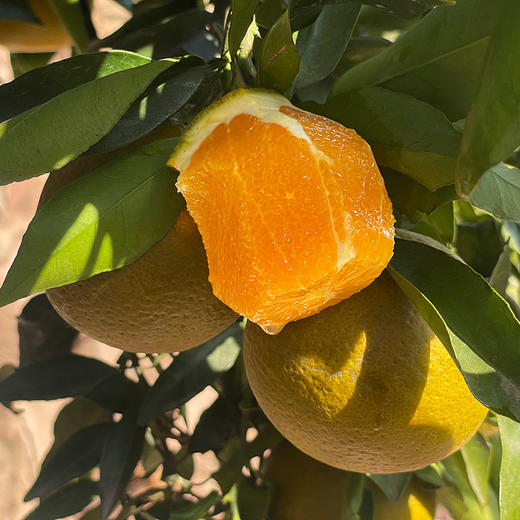 『秭归咖啡橙』又称棕橙、黑美人橙、巧克力橙，浓甜无籽，鲜嫩爽口，果皮有奇异花香 商品图1
