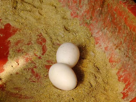 花间村散养鲜鹅蛋（72元/盒；12枚/盒；6元/枚） 商品图1