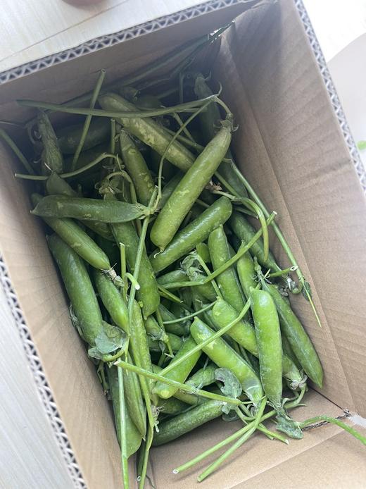 “这豆太棒了！”【大理水果豌豆荚】颗粒饱满 入口鲜甜 鲜嫩圆润 豆香浓郁 生吃脆甜 熟吃软糯 营养丰富更健康 商品图3