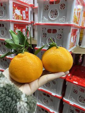 周四取货：【塑筐招财猫春见】一箱毛重5.5斤左右，果肉饱满，好吃不上火！ 超甜！超嫩！甜蜜多汁！