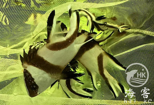 人工川纹鲷 商品图1