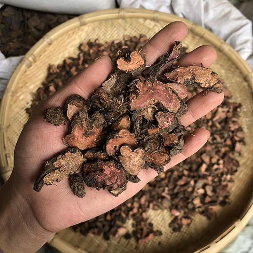 草血竭 商品图4