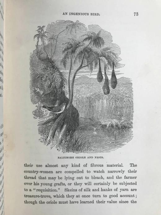 1887年 温带地区自然史 数十幅插图 漆布精装32开 商品图7