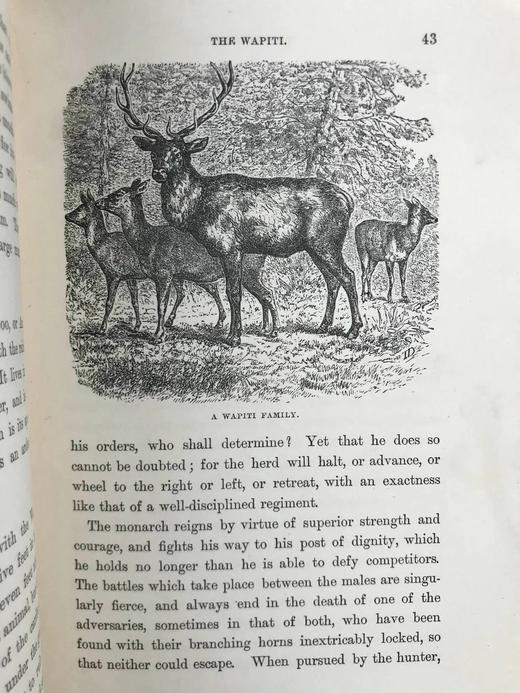 1887年 温带地区自然史 数十幅插图 漆布精装32开 商品图11