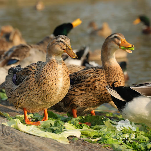 生态麻鸭 | 绿家自产* Eco-white duck | Self-production 商品图2