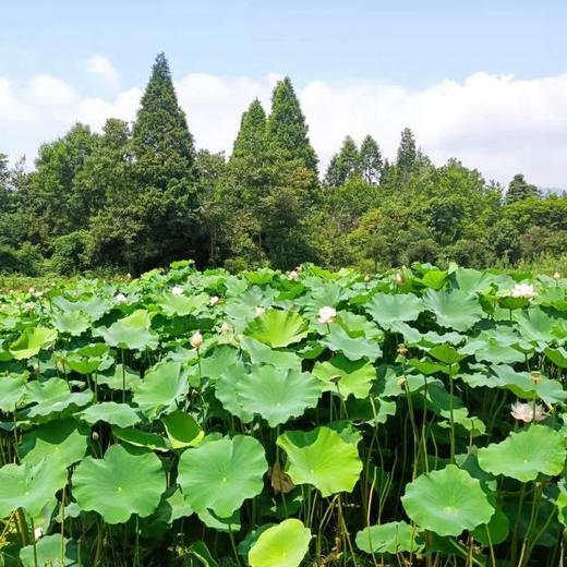 ￥699起/单人5晚 -- 青城华美康养酒店(青城山店)，旅宿雅居，轻奢之中的简约大气！ 商品图10