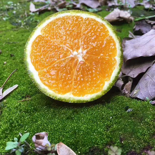 『秭归咖啡橙』又称棕橙、黑美人橙、巧克力橙，浓甜无籽，鲜嫩爽口，果皮有奇异花香 商品图5