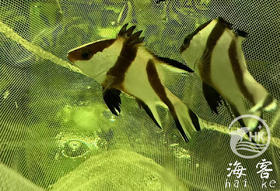 人工川纹鲷