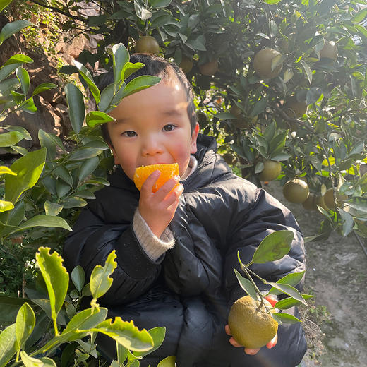 『秭归咖啡橙』又称棕橙、黑美人橙、巧克力橙，浓甜无籽，鲜嫩爽口，果皮有奇异花香 商品图6