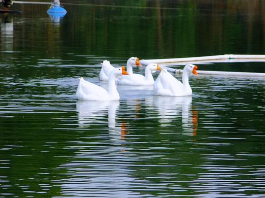 花间村散养鲜鹅蛋（72元/盒；12枚/盒；6元/枚） 商品图5