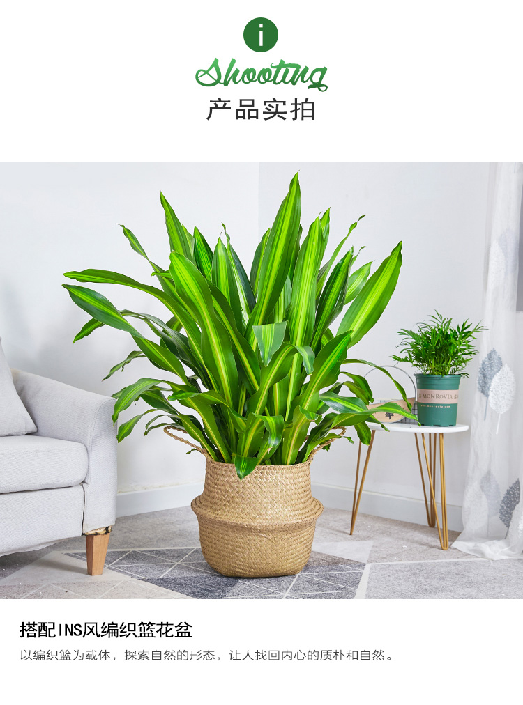 【金心巴西铁也门铁】办公室客厅净化空气前台吸甲醛常用绿植