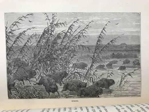 1887年 温带地区自然史 数十幅插图 漆布精装32开 商品图12