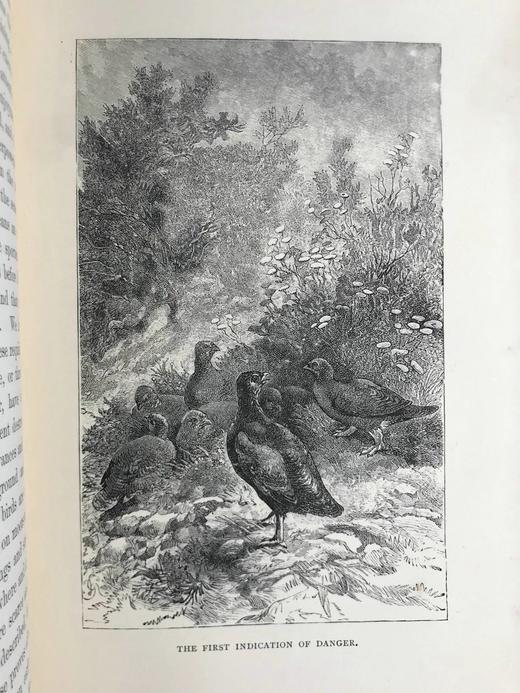 含藏书票！1886年 苏格兰高地与低地运动 52幅插图 漆布精装18开 商品图11