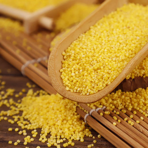 【吉顺号食品】小米新米云南高山生态黄小米煮粥食材500克 商品图1