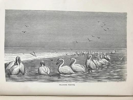 1887年 温带地区自然史 数十幅插图 漆布精装32开 商品图14