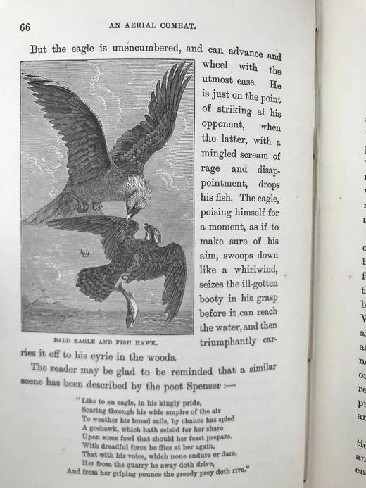 1887年 温带地区自然史 数十幅插图 漆布精装32开 商品图9