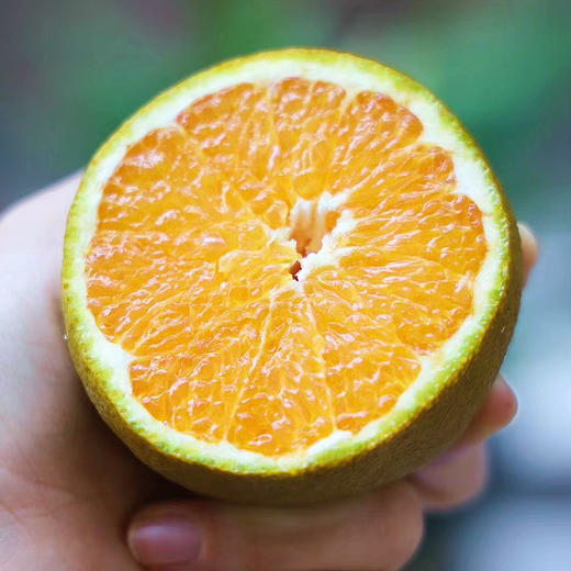 『秭归咖啡橙』又称棕橙、黑美人橙、巧克力橙，浓甜无籽，鲜嫩爽口，果皮有奇异花香 商品图0