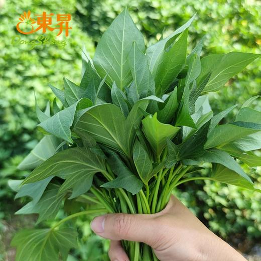 东升农场 东升番薯叶 青菜番薯苗 广州蔬菜新鲜配送 300g 商品图4