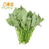 东升农场 东升番薯叶 青菜番薯苗 广州蔬菜新鲜配送 300g 商品缩略图0