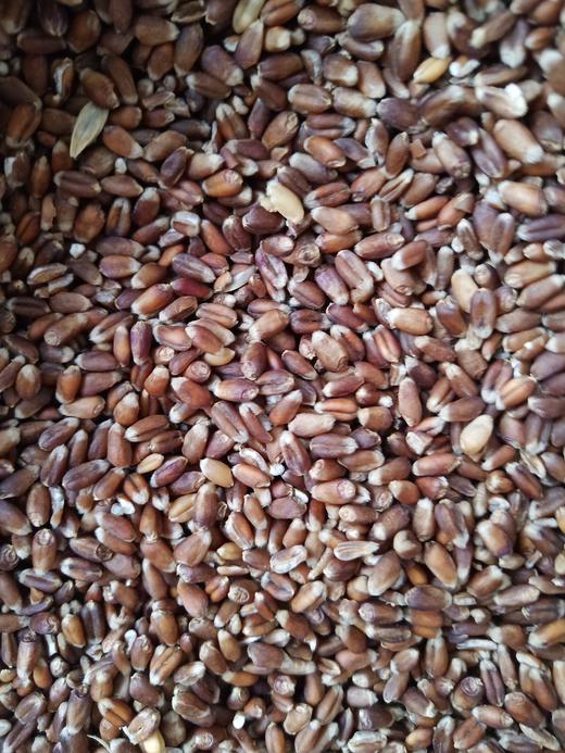 【康养必备】黑麦面粉9斤、生态种植8年，自然疗法专用 //军丽农庄 商品图3