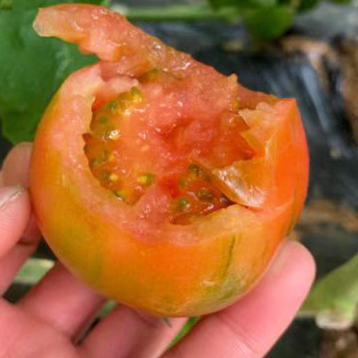 绿腚草莓水果小番茄4.8斤 商品图4