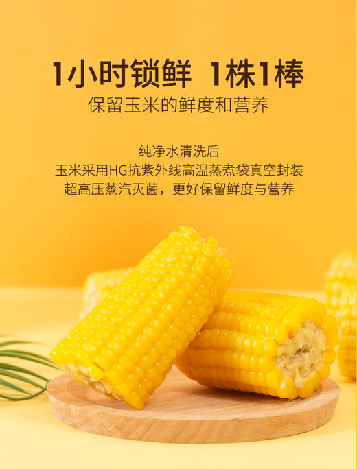 1小时锁鲜！香甜糯嫩【傻小胖鲜玉米】 颗粒饱满有嚼劲 老人孩子都爱吃！北纬40° 非转基因 〜 商品图2