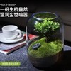 【生命之树】苔藓微景观生态瓶桌面植物盆景高端礼物成品 商品缩略图0