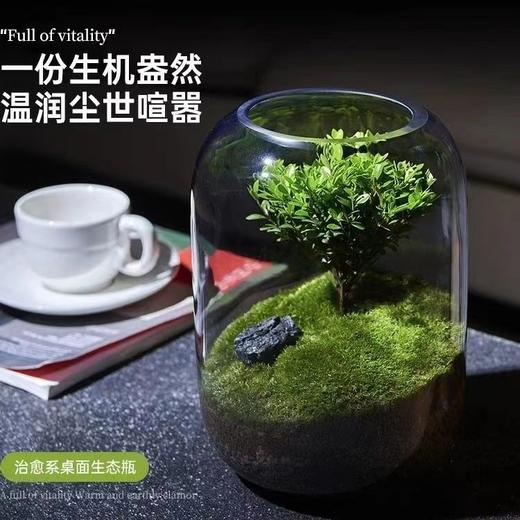 【生命之树】苔藓微景观生态瓶桌面植物盆景高端礼物成品 商品图0