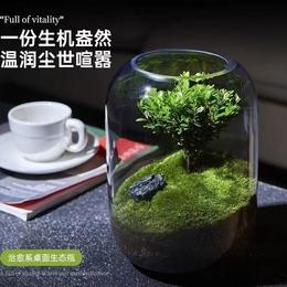 【生命之树】苔藓微景观生态瓶桌面植物盆景高端礼物成品