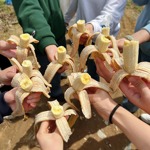 【发货后不支持申请退换】【吃了还想吃的天宝香蕉】树上熟 无农残  不打除草剂  不打膨大剂   自然生长  两千多年种植历史 商品图3
