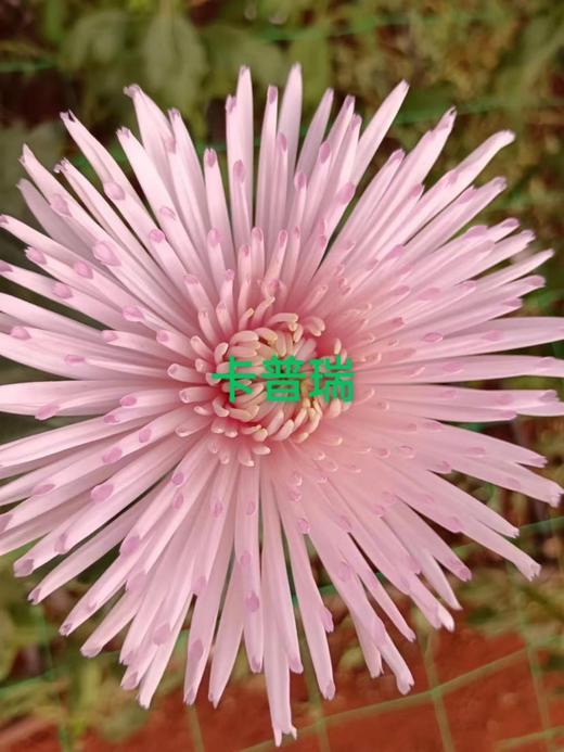 烟花菊~卡普瑞（奥利粉) 约10枝 商品图6