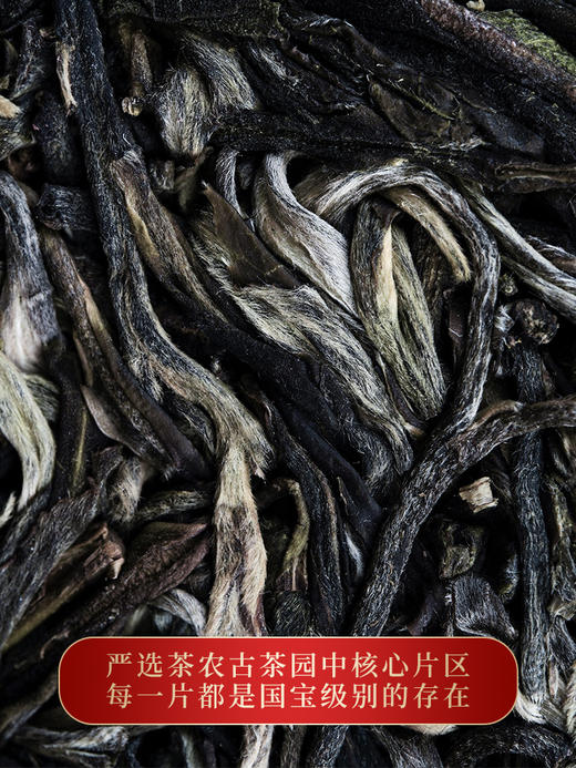【曼松】2023年春茶重磅升级今年只采王子山片区1200年古树纯料古时贡茶片区 商品图5