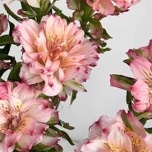 肯尼亚fashionista pink时尚粉重瓣单头六出水仙百合5支 商品图2