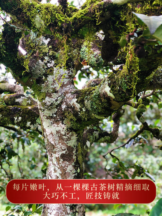 【曼松】2023年春茶重磅升级今年只采王子山片区1200年古树纯料古时贡茶片区 商品图6