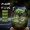 【生命之树】苔藓微景观生态瓶桌面植物盆景高端礼物成品 商品缩略图4