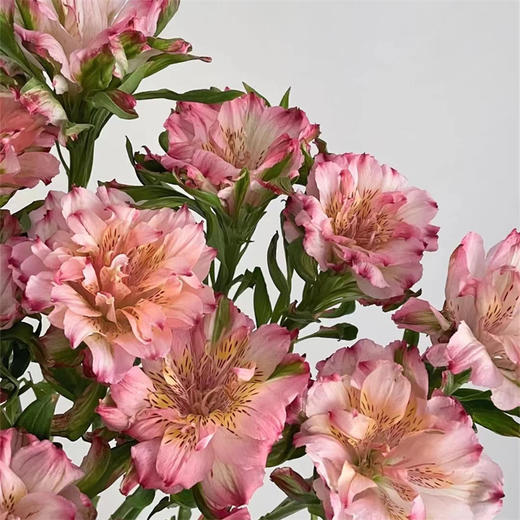 肯尼亚fashionista pink时尚粉重瓣单头六出水仙百合5支 商品图1