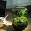 【生命之树】苔藓微景观生态瓶桌面植物盆景高端礼物成品 商品缩略图3