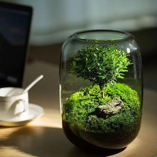 【生命之树】苔藓微景观生态瓶桌面植物盆景高端礼物成品 商品图3