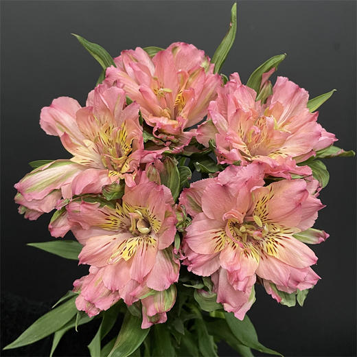 肯尼亚fashionista pink时尚粉重瓣单头六出水仙百合5支 商品图4