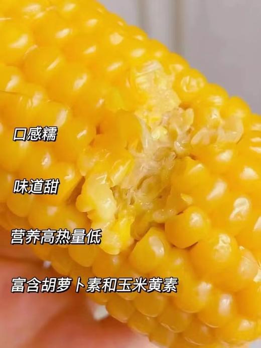 1小时锁鲜！香甜糯嫩【傻小胖鲜玉米】 颗粒饱满有嚼劲 老人孩子都爱吃！北纬40° 非转基因 〜 商品图4