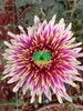 【烟花菊】- 爱神  约10枝 商品缩略图3