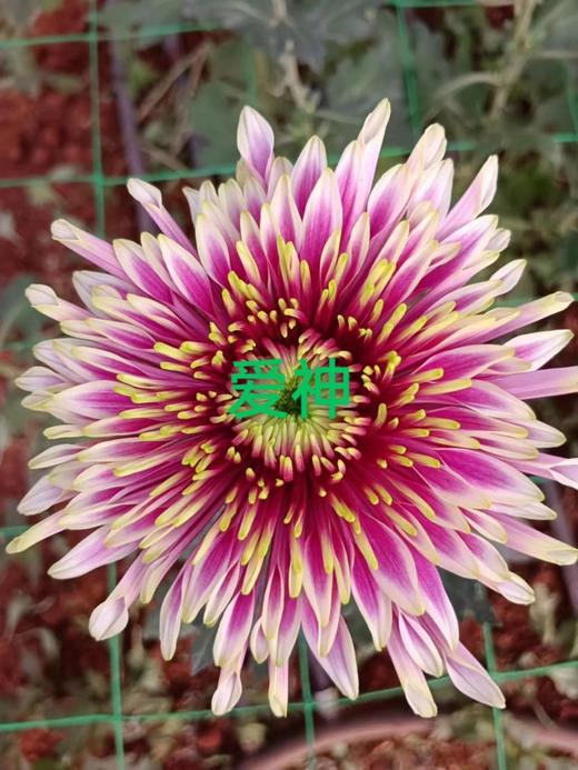 【烟花菊】- 爱神  约10枝 商品图3