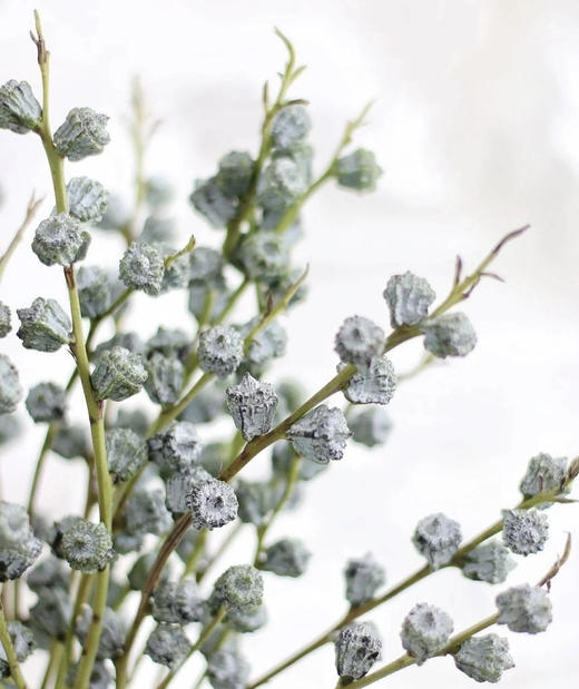 尤加利果，【可做干花】扎 商品图2